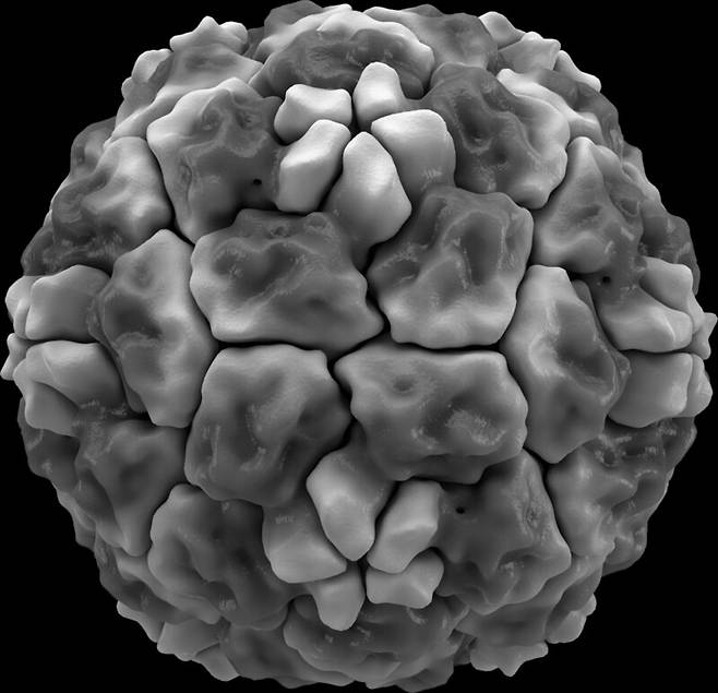 감기를 일으키는 리노바이러스. 가장 흔한 감기바이러스다. 위키미디어 코먼스