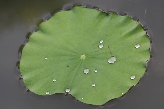 연못에 떠 있는 연잎. 국내 연구진이 연잎 속 ‘이소케르시트린’이라는 물질이 인플루엔자 바이러스를 억제한다는 분석을 발표했다. 위키피디아 제공