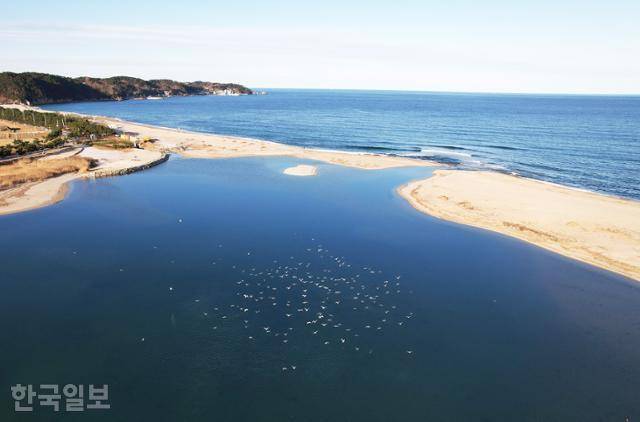 왕피천이 바다와 만나는 풍광. 송강 정철이 묘사한 고래 대신 물새들이 왕피천 위로 날고 있다.