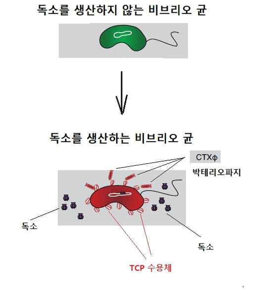 박테리오파지에 감염되면서 독소를 생산하게 되는 비브리오 균. [자료: EMBO Journal, 2022]