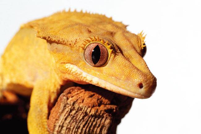 집에서 반려견, 반려묘 외에도 다양한 동물을 키우는 사람들이 있다. 사진은 도마뱀 크레스티드 게코. [GettyImages]