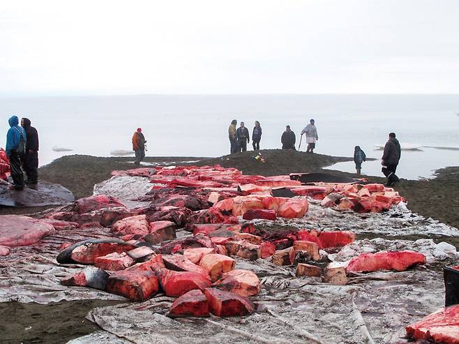 마을 주민들은 사냥한 고래를 해체해서 함께 나눠 가진다.