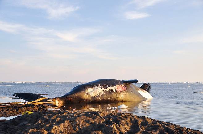 해마다 고래잡이 철이 되면 카크토빅 주민들은 힘을 합쳐 사냥에 나선다. 무게 100톤이 넘는 대형 고래를 잡아 마을 앞바다까지 끌고 온 모습.