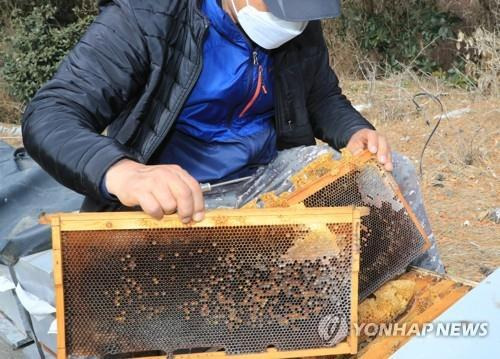 사라진 꿀벌. [연합뉴스 자료 사진]