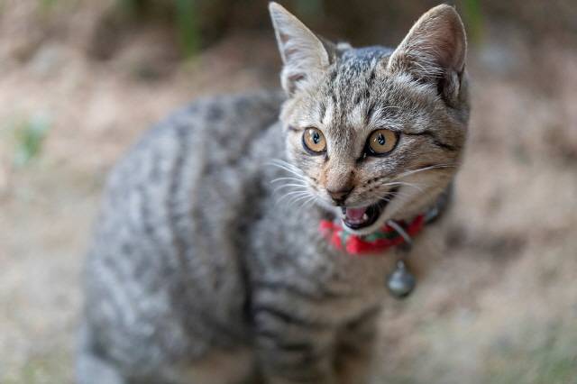 고양이들은 고양이마다 개별적인 언어를 사용하고, 음성 언어 외에 표정과 몸짓으로도 의사 표현을 하기 때문에 고양이 음성 언어를 분석하는 것만으로 고양이의 심리 상태를 정확히 파악할 순 없다./사진=클립아트코리아