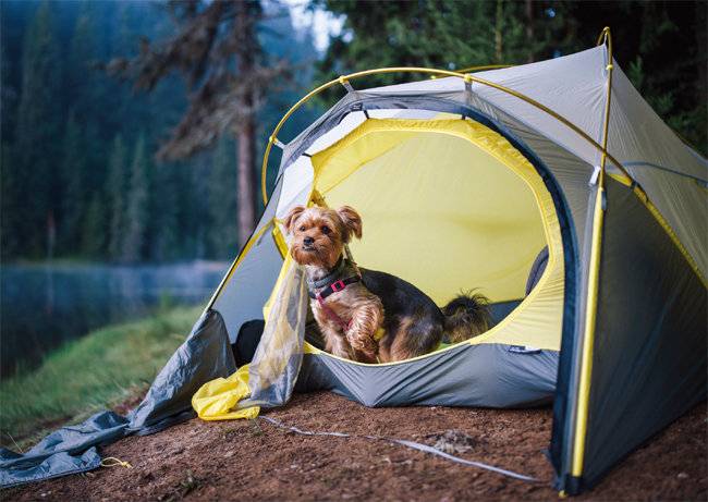 반려견과 자연을 벗 삼아 특별한 경험을 하고 싶다면 캠핑을 떠나보는 건 어떨까. [GETTYIMAGES]