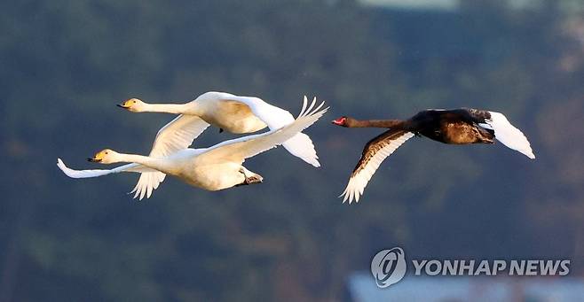 흑고니와 큰고니 (창원=연합뉴스) 우리나라를 찾지 않는 것으로 알려진 흑고니(Black Swan)가 경남에서 포착됐다.
    생태사진작가 최종수 씨는 지난 18∼19일 양일간 국내 최대 철새도래지인 경남 창원시 의창구 동읍 주남저수지에서 흑고니를 발견했다고 21일 밝혔다.
    사진은 지난 19일 주남저수지에서 촬영한 흑고니. 2022.11.21 [최종수 생태사진작가 제공. 재판매 및 DB 금지] image@yna.co.kr