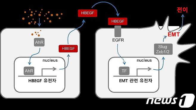 미세먼지에 의한 암세포의 전이 증가 과정에 대한 모식도. (생명연 제공) /뉴스1