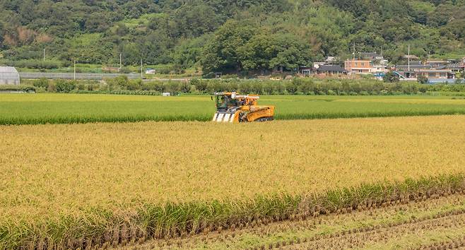 전남도는 전남지역에 거주하면서 직접 벼를 재배하는 지역 농업인에게 경영안정대책비 570억 원을 지급한다고 밝혔다.