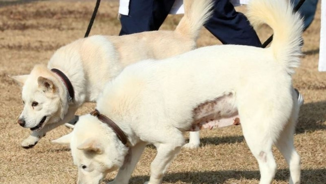 풍산개 곰이(앞)와 송강(뒤). 연합뉴스