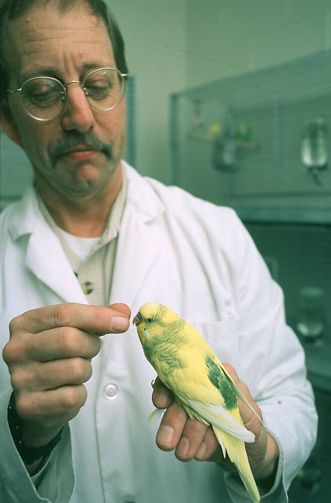 잉꼬와 함께 있는 스티븐 어스태드 교수. 새는 나이가 들어도 활력이 떨어지지 않고 건강하게 사는 대표적인 동물이다./Steven N. Austad