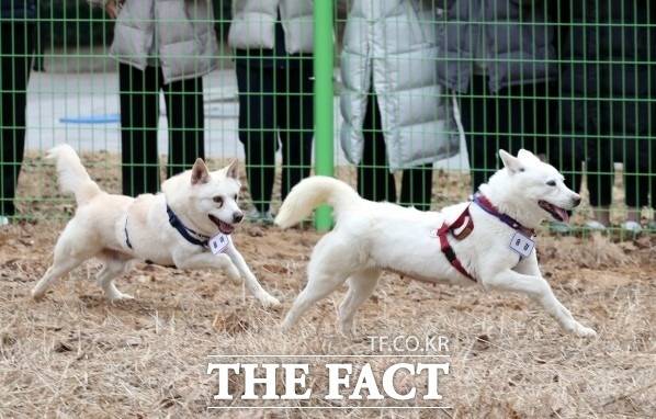 문 전 대통령이 국가기록원에 반납한 풍산개 '곰이와 송이'가 지난 9일 광주 우치공원 동물원에서 지내고 있다. 사진은 즐겁게 뛰어 놀고 있는 송강과 곰이. /우치공원 동물원 제공