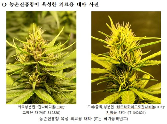 농촌진흥청이 개발한 의료용 대마. 사진 농촌진흥청