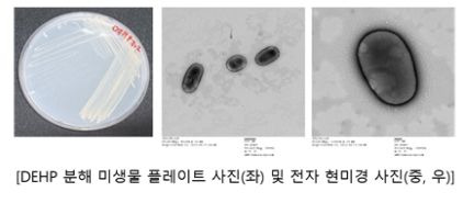 환경부 국립낙동강생물자원관이 지난 3월부터 이달까지 경북 구미시 광평천에서 채취한 시료에서 디에틸헥실 프탈레이트(DHEP)를 분해하는 담수 미생물 5종을 발견, 이들 미생물을 하천수와 퇴적토에서 분리하는 데 성공했다고 25일 밝혔다. 사진은 디에틸헥실 프탈레이트(DHEP) 분해 미생물./국립낙동강생물자원관 제공