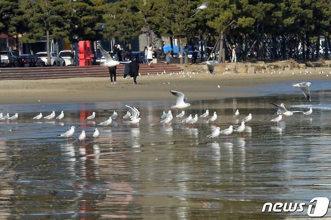 25일 오후 경북 포항시 북구 영일대해수욕장 백사장에서 갈매기들이 앉아 쉬고 있다. 2022.12.25/뉴스1 ⓒ News1 최창호 기자