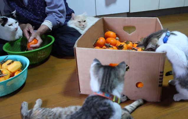 かご猫 Blog 유튜브 캡처