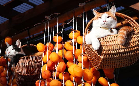 바구니에 들어가 있는 '치로'(좌), '치치 '(우) かご猫 Blog 유튜브 캡처