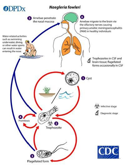 미국질병예방센터(CDC)가 제작한 파울러자유아메바 생활사. / 사진 = 질병관리청 제공