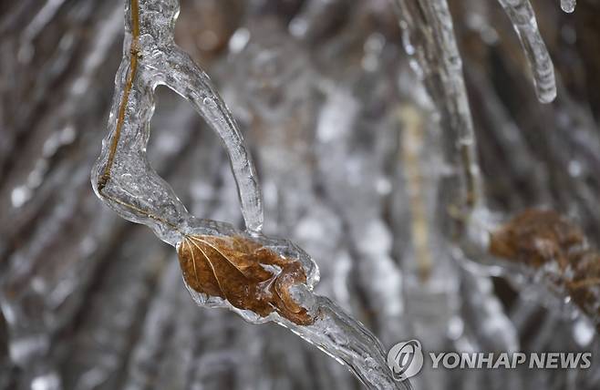 갑자기 얼어버린 미국 워싱턴주의 한 주택가 나무 [AP=연합뉴스. 재판매 및 DB 금지]