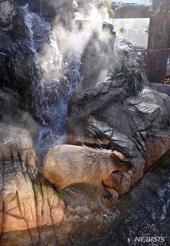 [용인=뉴시스] 김종택 기자 = 한파가 예보된 28일 오후 경기도 용인에버랜드에서 카피바라가 온천욕을 즐기고 있다. 2022.12.28. jtk@newsis.com