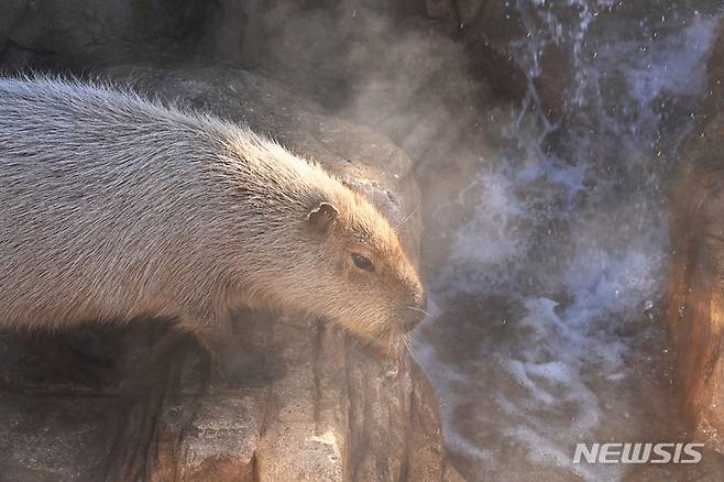 [용인=뉴시스] 김종택 기자 = 한파가 예보된 28일 오후 경기도 용인에버랜드에서 카피바라가 온천욕을 즐기고 있다. 2022.12.28. jtk@newsis.com