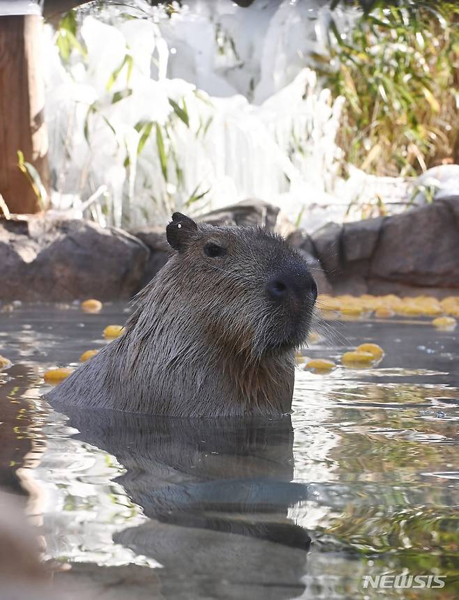 [용인=뉴시스] 김종택 기자 = 한파가 예보된 28일 오후 경기도 용인에버랜드에서 카피바라가 온천욕을 즐기고 있다. 2022.12.28. jtk@newsis.com