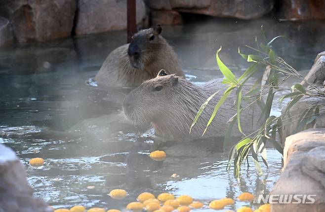 [용인=뉴시스] 김종택 기자 = 한파가 예보된 28일 오후 경기도 용인에버랜드에서 카피바라가 온천욕을 즐기고 있다. 2022.12.28. jtk@newsis.com