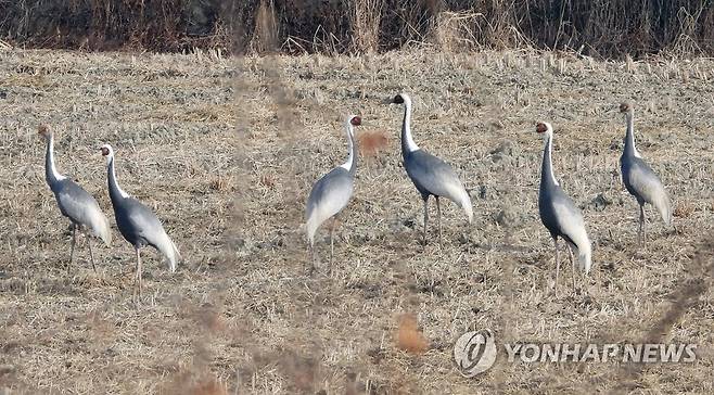 창녕 우포늪에 찾아온 재두루미 가족 [연합뉴스 자료사진]