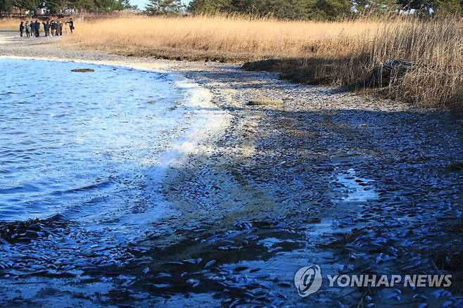 호숫가 뒤덮은 폐사한 물고기 (강원 고성=연합뉴스) 이종건 기자 = 최근 강원 고성군 송지호에서 집단 폐사한 물고기들이 8일 오전 호숫가로 밀려 나와 있다. 대부분이 전어인 죽은 물고기는 수만 마리로 추산되고 있다.
    2022.12.8 momo@yna.co.kr