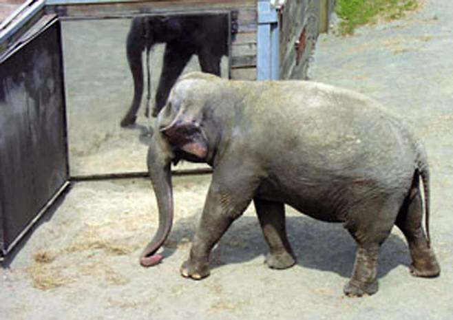 2006년 미국 에모리대의 프란스 드 발 교수 연구진은 미국립과학원회보(PNAS)에 뉴욕의 브롱크스 동물원에 살고 있는 34살 된 아시아 코끼리 ‘해피’가 이마에 십자 표시를 하자 거울에 비친 모습을 보고 코로 이마의 표시를 만지작거렸다고 밝혔다./PNAS