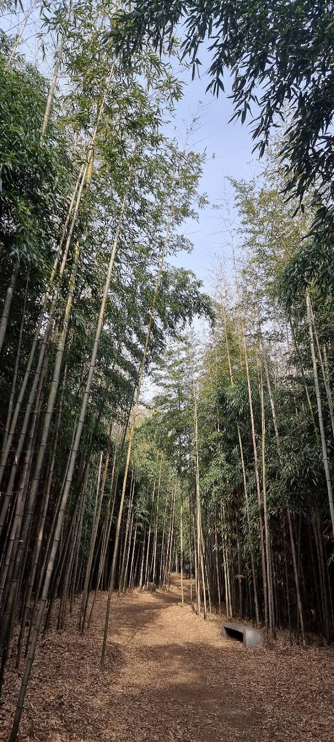 구룡마을 대나무숲. 김용민 해설사 제공