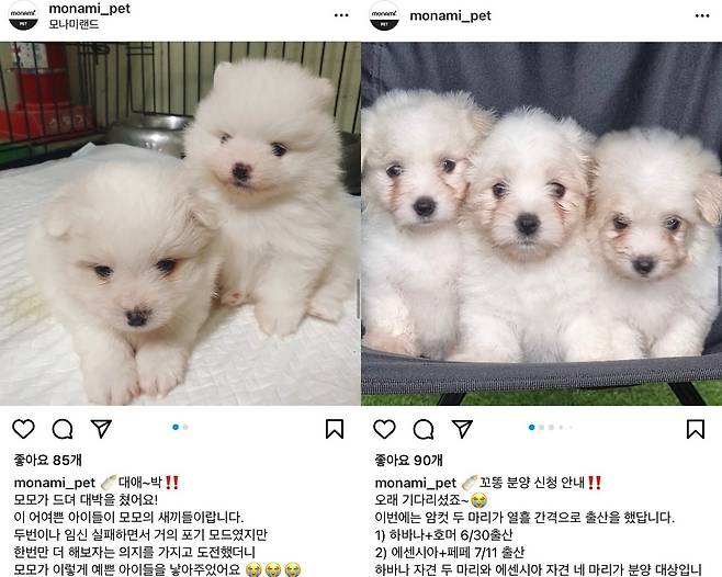 (모나미펫 인스타그램 갈무리)