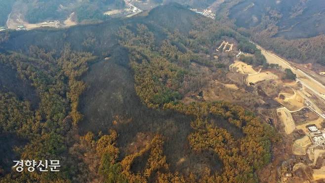 지난해 3월8일 경북 울진군 북면 검정리 송이 재배지가 검게 그을려있다. 울진｜권도현 기자