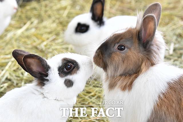 끝나지 않은 코로나19와 이태원 참사 등 많은 사건 사고로 침울했던 2022년이 저물었다. 2023년 계묘년(癸卯年) 검은 토끼의 해가 밝은 가운데 강원도 강릉시 '행복한 토끼마을'에서 토끼들이 귀를 쫑긋 세워 서로를 바라보고 있다. /박헌우 인턴기자