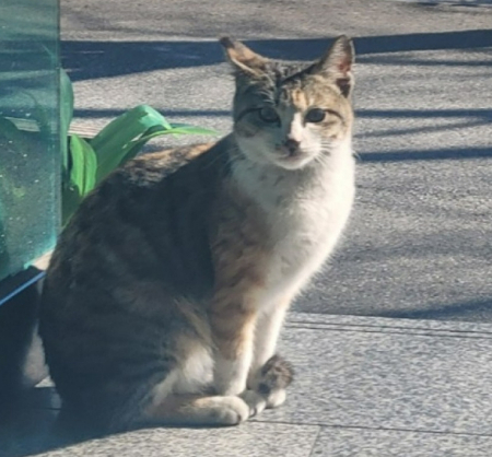 길에서 태어나 창원 식당 사장님에게 돌봄을 받았던 고양이 두부. 1살에 동물학대를 당해 세상을 떠났다. 생전 모습./사진=동물권행동 카라