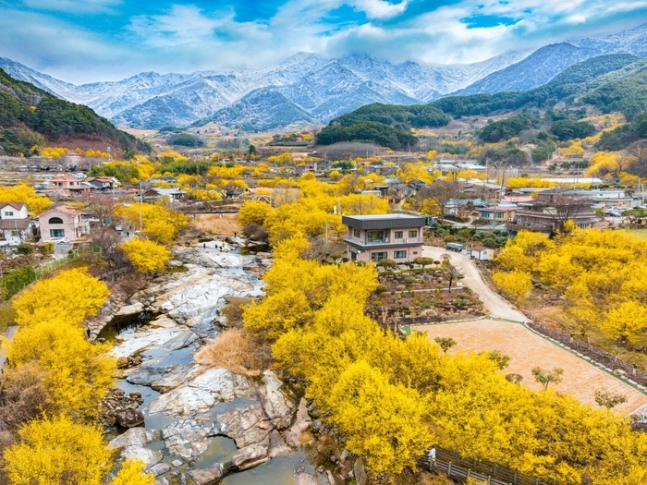 동상을 받은 '지리산 아래 산수유마을'. 사진=ⓒ한국관광공사 사진갤러리-김영수