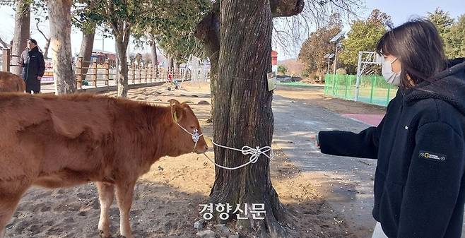 4일 전남 완도군 화흥초등학교에서 초등학교 졸업 장학금으로 송아지를 받게 된 조다연양이 송아지를 바라보고 있다. 강현석 기자