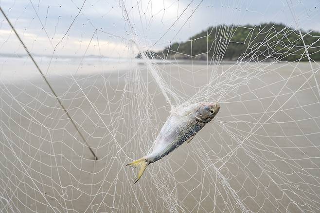 개막이는 주민들이 바다에서 찬거리를 조달하는 방법이다