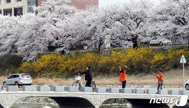 벚꽃철 청주시민들이 가장 많이 찾는 충북 청주시 무심천 벚꽃길./뉴스1