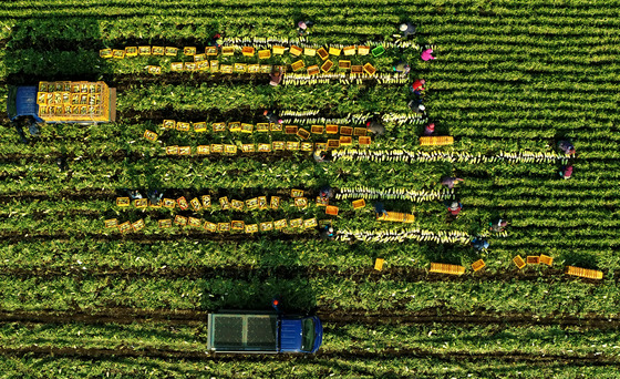 Farmers harvest winter radishes in a field in the city of Seogwipo, Jeju Island, on Thursday. [YONHAP]