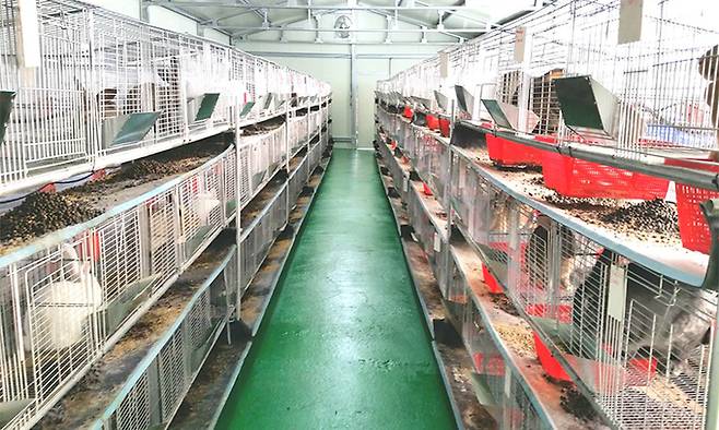 경북 상주의 ‘감 먹은 토끼농장’. 배문수 회장 제공