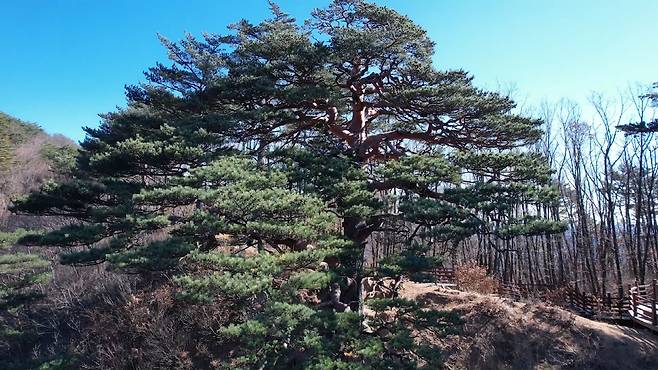 산 정상에서 금강송 군락지를 내려보는 모습이 왕의 위엄을 느끼게 한다고 해서 이름 붙여진 경북 울진 소광리 대왕소나무는 수령이 600년을 넘긴 것으로 평가된다.서울신문DB