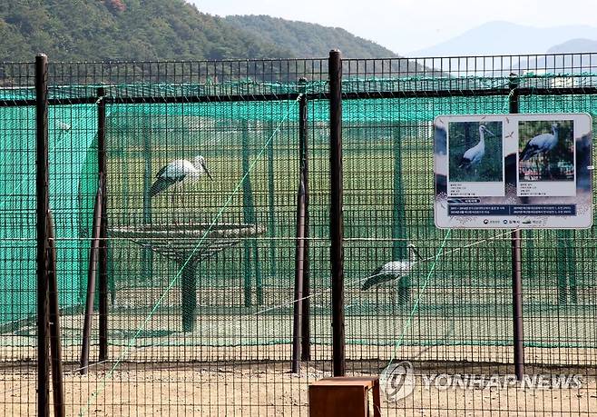 잘 자라거라 (김해=연합뉴스) 경남 김해시가 지난해 10월 12일 진영읍 본산리 봉하뜰에서 천연기념물 황새 입식행사를 했다. 봉하뜰 논 한가운데에 있는 방사장에서 적응중인 암수 황새 두마리. [김해시 제공. 재판매 및 DB 금지]