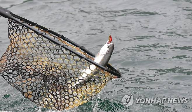 '산천어야 반갑다' [화천군 제공.재판매 및 DB 금지]