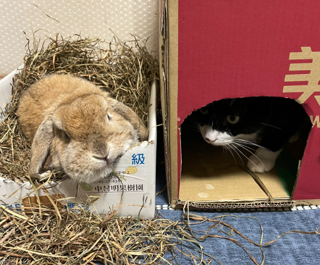 @jIcyoBQbkwFz0Za 트위터 캡처