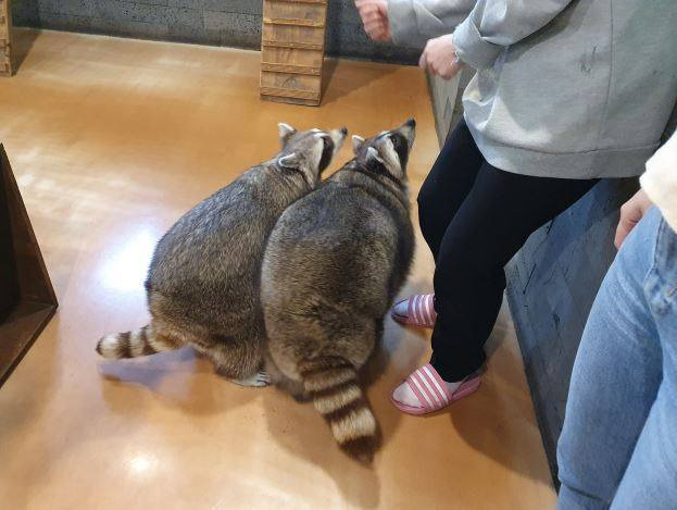 한 동물체험카페에서 라쿤과 관람객이 접촉하고 있는 모습.   사진=환경부 제공