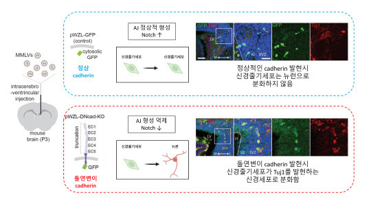 기초과학연구원(IBS)은 나노기술을 이용해 암과 알츠하이머 발병에 관여하는 단백질의 형성 원리를 규명했다. 사진은 신경줄기세포 분화와 접착연접 형성 관계



IBS 제공