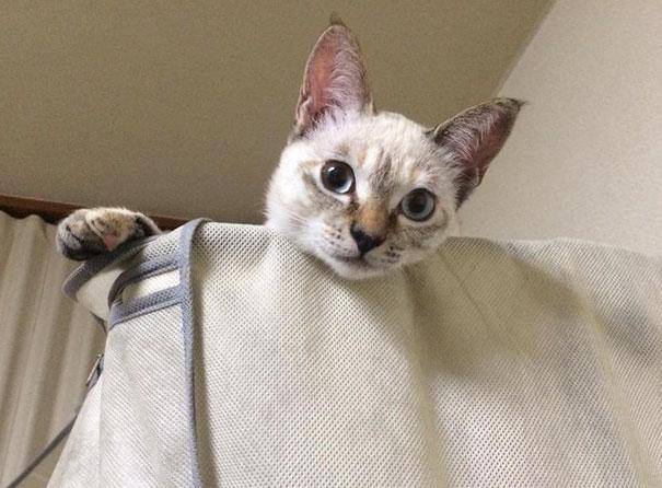 어느새, 집에 완벽 적응한 냥이. Twitter @Kawasaki_Hina