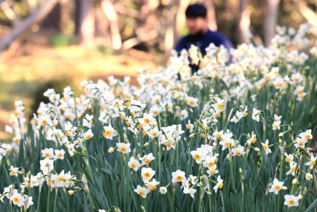 10일 오전 제주시 한림읍 한림공원을 찾은 입장객이 수선화 꽃밭을 걷고 있다. 연합뉴스