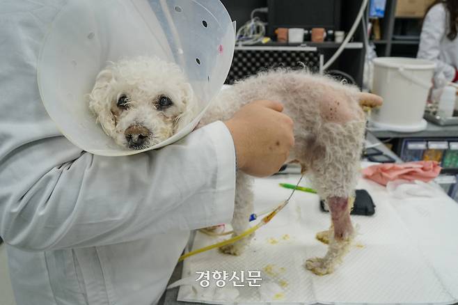 열네 살 푸들 백구가 지난달 19일 건국대 부속 동물병원 응급중환자의학과에서 검사를 받고 있다. 백구는 설사를 해 엉덩이와 발이 노랗게 변했다. 방광에서 소변을 빼내기 위한 ‘배뇨 카테터’도 장착돼 있다. 전현진 기자